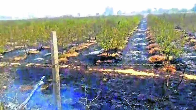 FIRE: పంటలకు నిప్పు