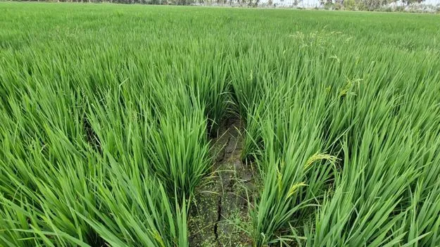 నీరు లేక.. బీడు వారి..