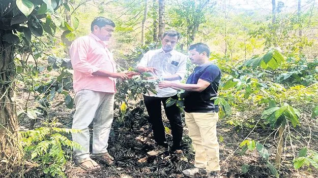 అంతర్జాతీయ మార్కెట్‌లోకి అరకు లీఫ్‌ కాఫీ