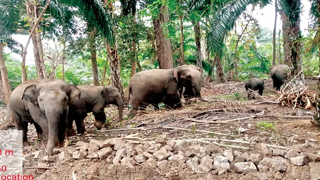 తోటపల్లిలో గజరాజులు