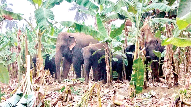 గిజబలో  ఏనుగులు