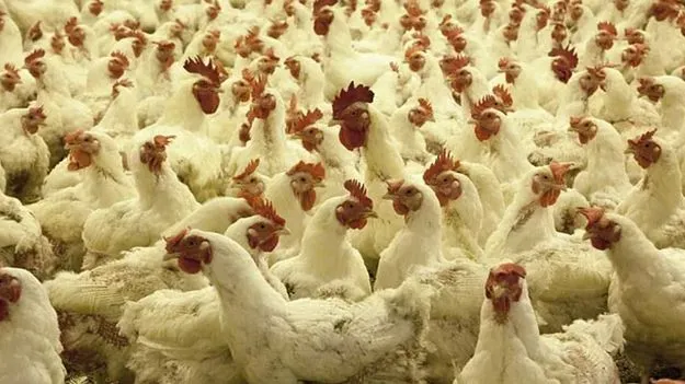 సిద్దిపేట జిల్లాలో బర్డ్‌ఫ్లూ కలకలం?