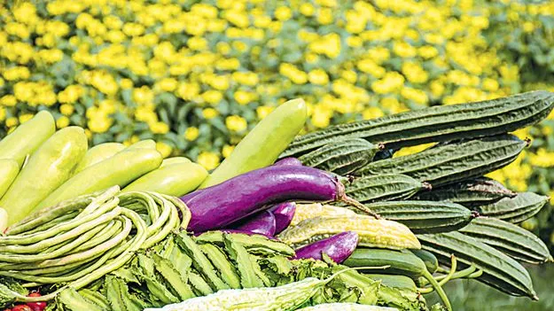 ప్రత్యామ్నాయ పంటలెక్కడ?   