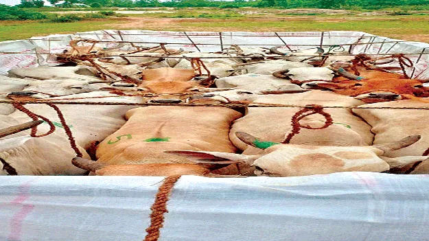 Aren't you responsibulty? గోఘోష పట్టదేమీ?