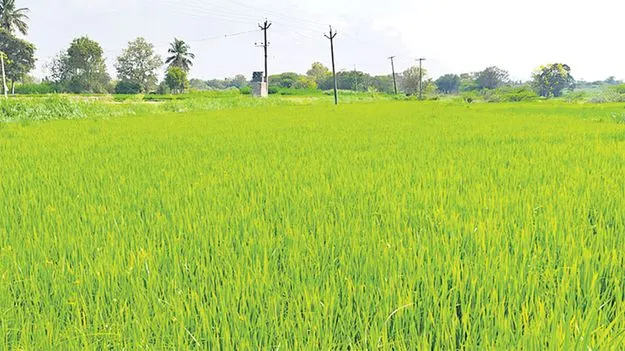 సాగు.. బాగు