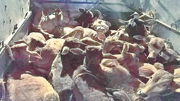 గోవుల అక్రమ రవాణాకు చెక్‌