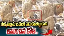 కుక్కపిల్లను ఒడిలో పడుకోబెట్టుకుని లాలించిన కోతి