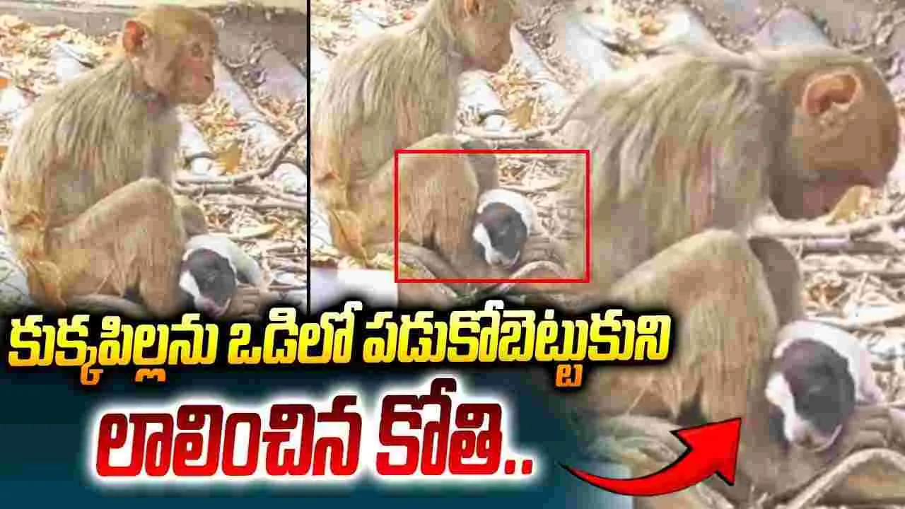 కుక్కపిల్లను ఒడిలో పడుకోబెట్టుకుని లాలించిన కోతి