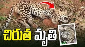 కవ్వాల్ టైగర్ జోన్‌లో విషాదం.. చిరుత పులి మృతి.. ముగ్గురు వేటగాళ్ల అరెస్ట్