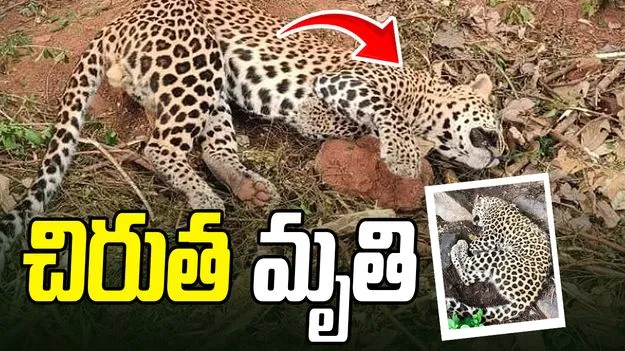 కవ్వాల్ టైగర్ జోన్‌లో విషాదం.. చిరుత పులి మృతి.. ముగ్గురు వేటగాళ్ల అరెస్ట్