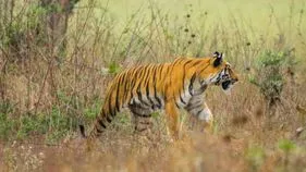 పోలవరం జిల్లాలో పులి సంచారం.. అప్రమత్తంగా ఉండాలని అటవీశాఖ హెచ్చరిక