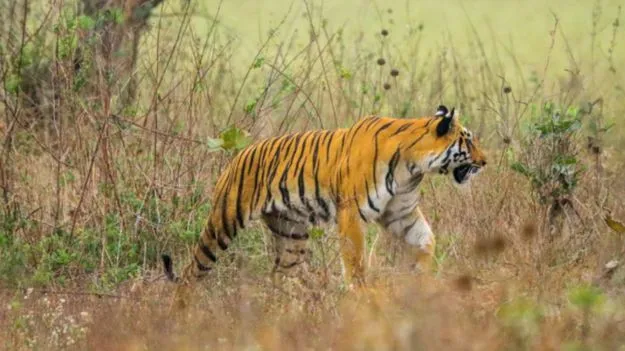 పోలవరం జిల్లాలో పులి సంచారం.. అప్రమత్తంగా ఉండాలని అటవీశాఖ హెచ్చరిక