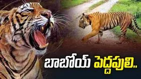 బాబోయ్ పెద్దపులి… 16 రోజులుగా గ్రామాల్లో సంచారం