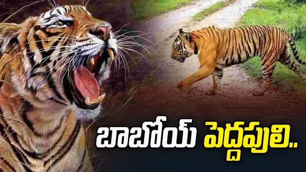 బాబోయ్ పెద్దపులి… 16 రోజులుగా గ్రామాల్లో సంచారం