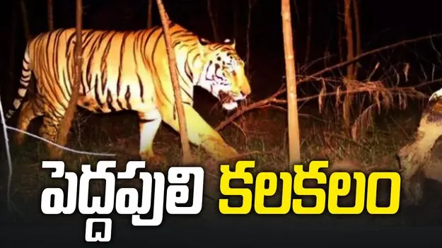 కాకినాడ జిల్లాలో పెద్దపులి కలకలం.. శంఖవరం మండలంలో హై అలర్ట్!