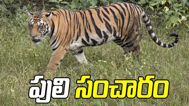 కాకినాడ జిల్లాలో పులి సంచారం