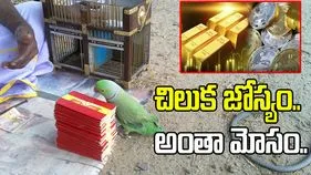 చిలుక జోస్యం పేరుతో భారీ మోసం.. లక్షలు పోగొట్టుకున్న ఐటీ అధికారి..