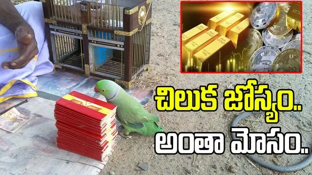 చిలుక జోస్యం పేరుతో భారీ మోసం.. లక్షలు పోగొట్టుకున్న ఐటీ అధికారి..