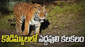 పెద్దపులి సంచారం.. భయాందోళనలో గ్రామస్థులు