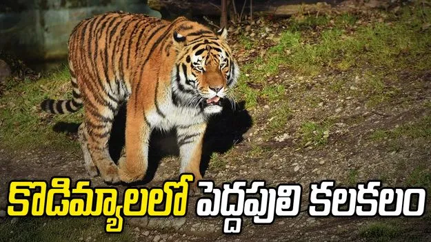 పెద్దపులి సంచారం.. భయాందోళనలో గ్రామస్థులు