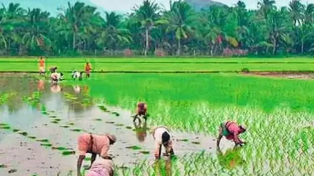 వ్యవసాయ శాఖ ఇన్‌చార్జి డైరెక్టర్‌గా శ్రీనివాసులు 