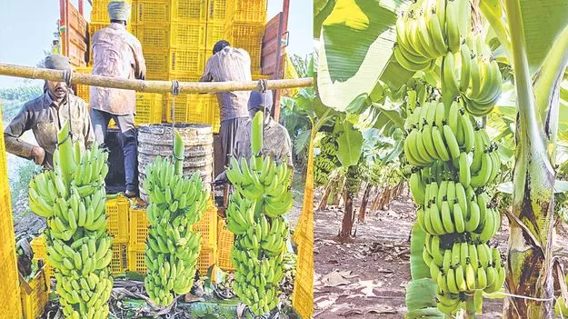 అరటికి.. యుద్ధం దెబ్బ!