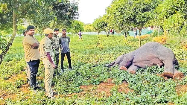విద్యుదాఘాతంతో రెండు ఏనుగులు మృతి