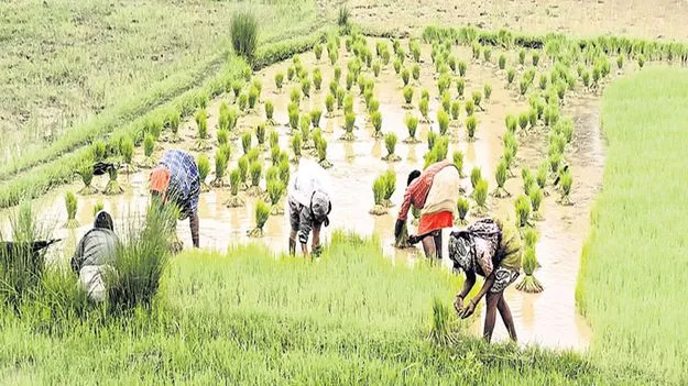 మే15 నుంచే ఖరీఫ్‌ సాగు చేపట్టాలి