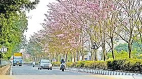 ఈ దారి...పూల దారి