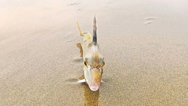 విశాఖ తీరంలో అరుదైన చేపలు