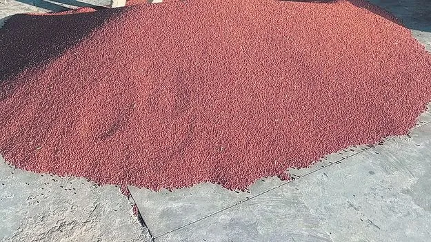 కందులకు మద్దతు కరువు