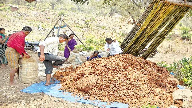   Tribal Farmers’   గిరిజన రైతుల ‘చింత’ తీరేలా!
