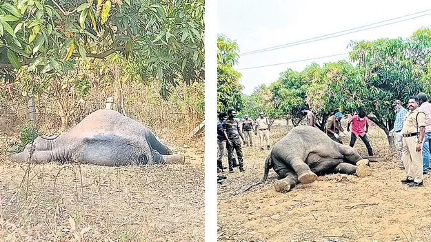 Elephant: రెండు ఏనుగుల మృతి 