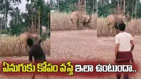 వామ్మో దారుణం.. ఈ ఏనుగు ఎలా దాడి చేసిందో చూడండి.. 