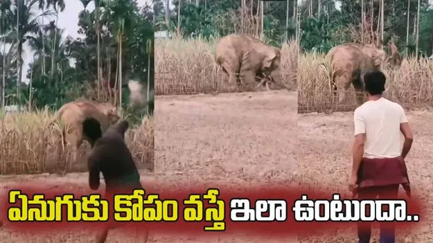 వామ్మో దారుణం.. ఈ ఏనుగు ఎలా దాడి చేసిందో చూడండి.. 