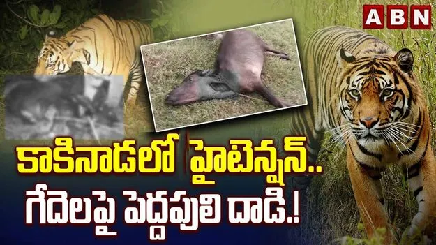 కాకినాడలో పెద్దపులి కలకలం.. అటవీ అధికారుల అలర్ట్