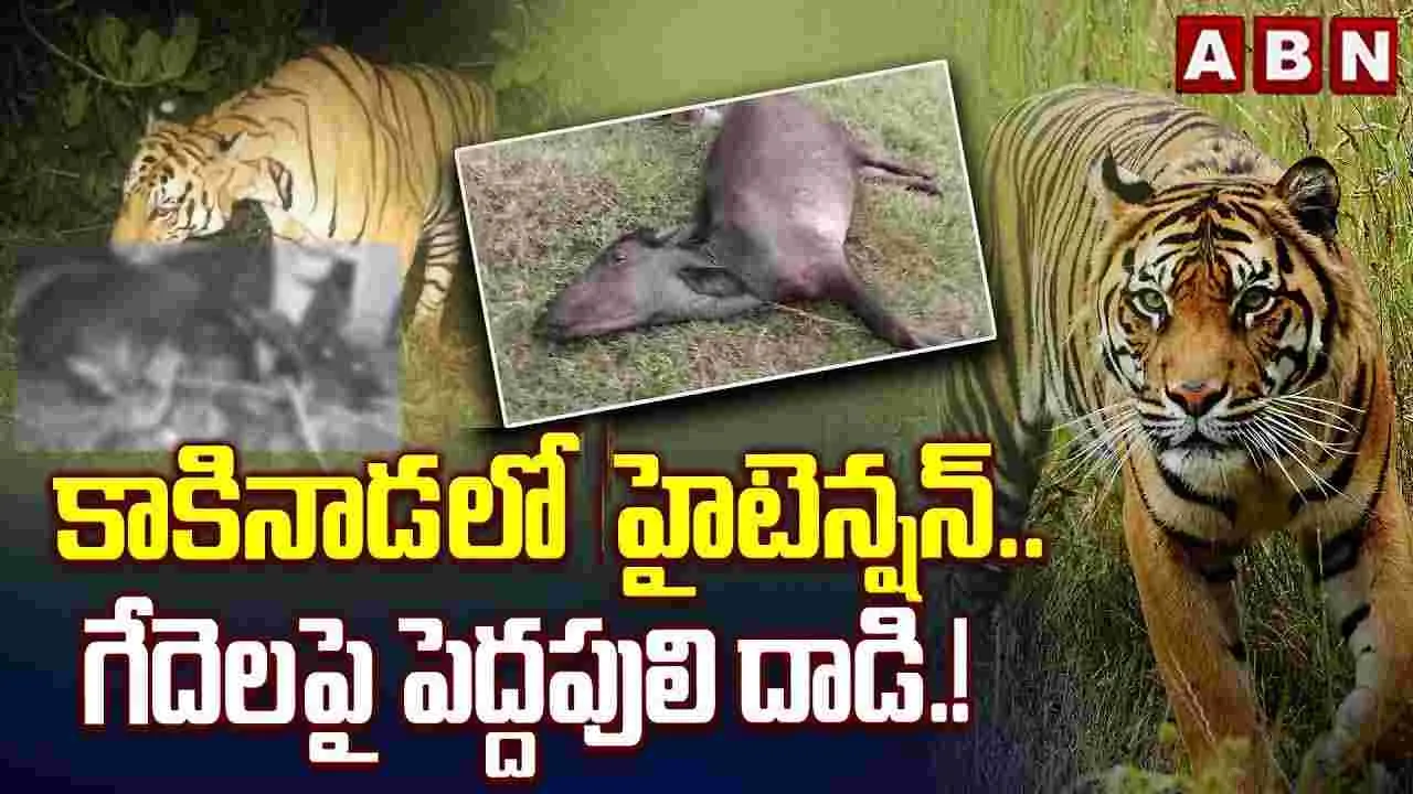 కాకినాడలో పెద్దపులి కలకలం.. అటవీ అధికారుల అలర్ట్