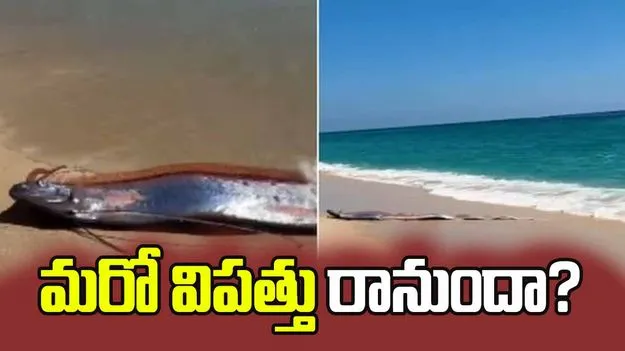 సముద్రం ఒడ్డున అరుదైన చేప.. మరో విపత్తు రానుందా?