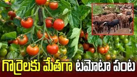 గొర్రెలకు మేతగా టమోటా పంట