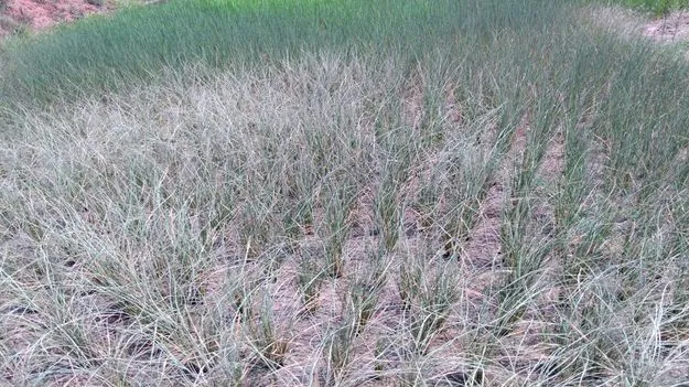 Raajanna siricilla :దిగుబడిపై దిగాలు.. 