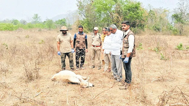 పెద్దపులి దాడిలో ఆవుదూడ మృతి