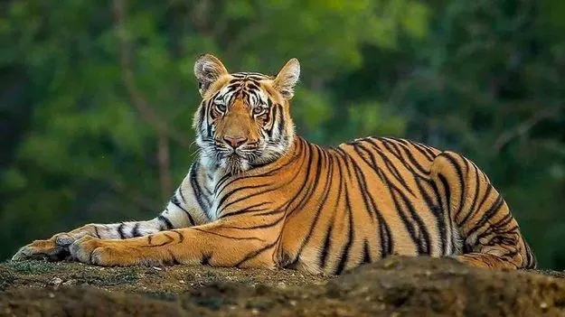 20 రోజులుగా పెద్దపులి సంచారం.. ప్రజల్లో భయం భయం