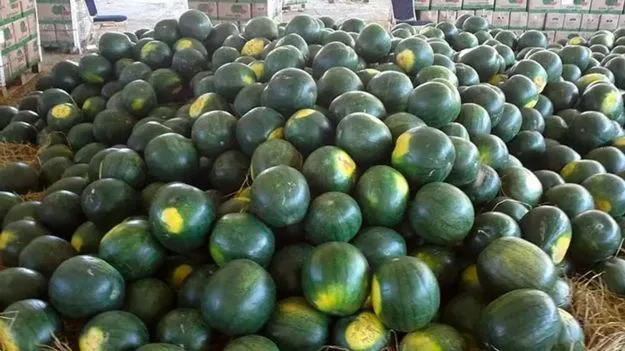 పుచ్చకాయ కొనేటప్పుడు ఈ పొరపాటు అస్సలు చేయకండి!