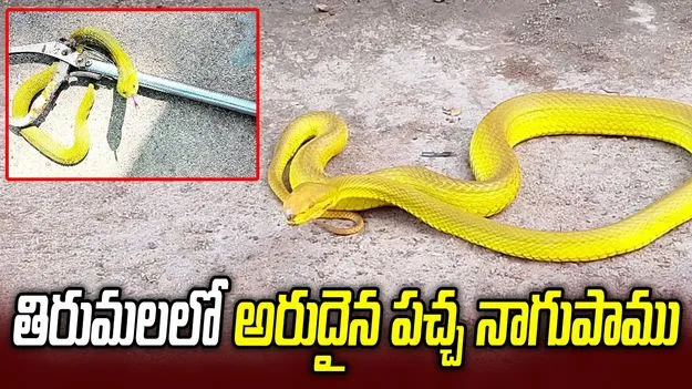 తిరుమలలో అరుదైన పచ్చ నాగుపాము