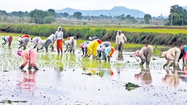 80శాతం పూర్తయిన వరినాట్లు..