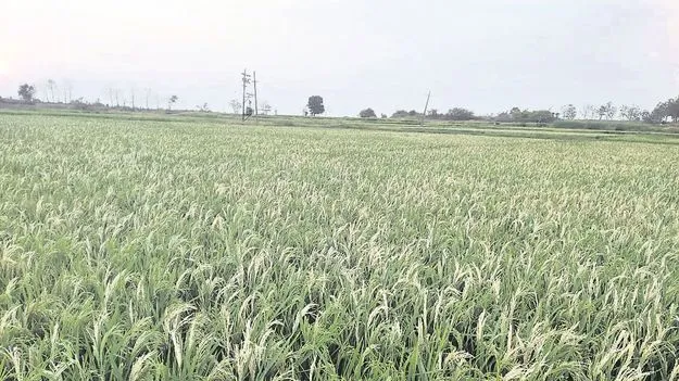 kumaram bheem asifabad- దిగుబడిపై దిగులు