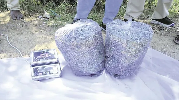 kumaram bheem asifabad- కుమరం భీం జిల్లాలో గంజాయి కలకలం