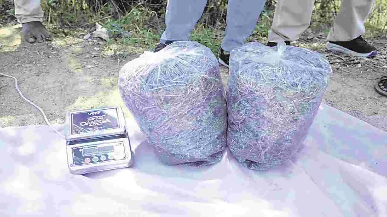 kumaram bheem asifabad- కుమరం భీం జిల్లాలో గంజాయి కలకలం