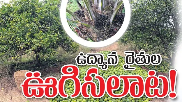 ఉద్యాన రైతుల ఊగిసలాట..!