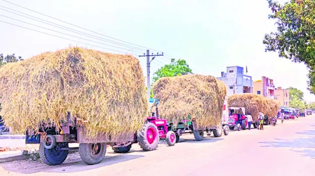FODDER: పశుగ్రాసం కొరత.. పాడి రైతులకు వెత